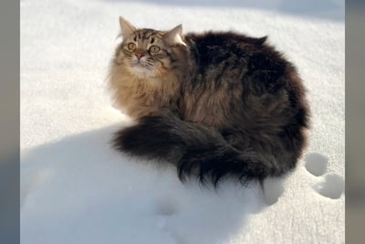 Sibérien