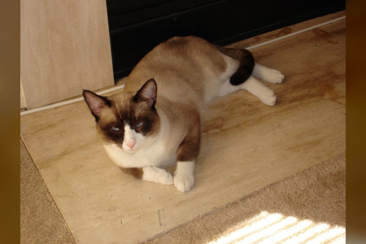 Snowshoe