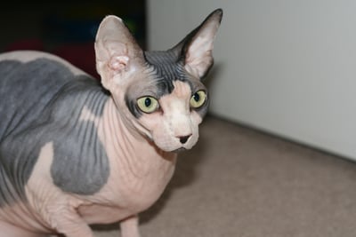 Sphynx
