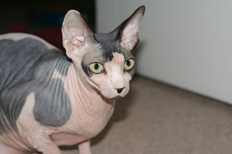 Sphynx