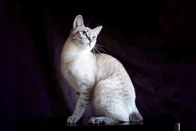 Bobtail Thaïlandais