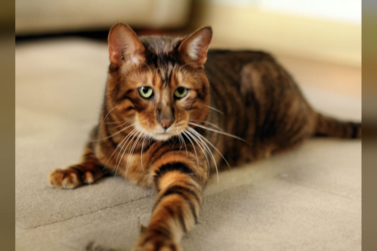 Toyger
