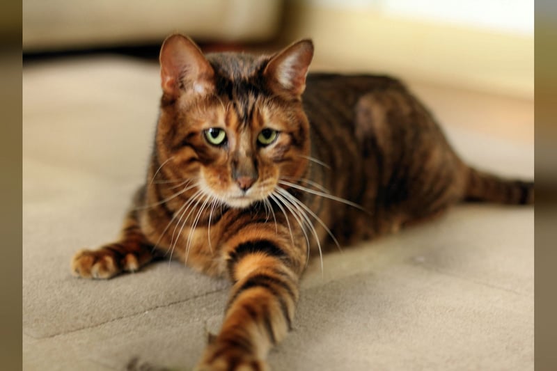 Toyger