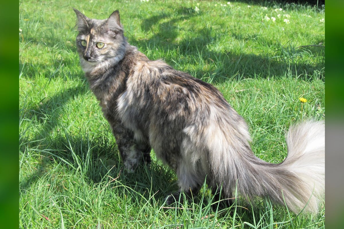 Turc Angora