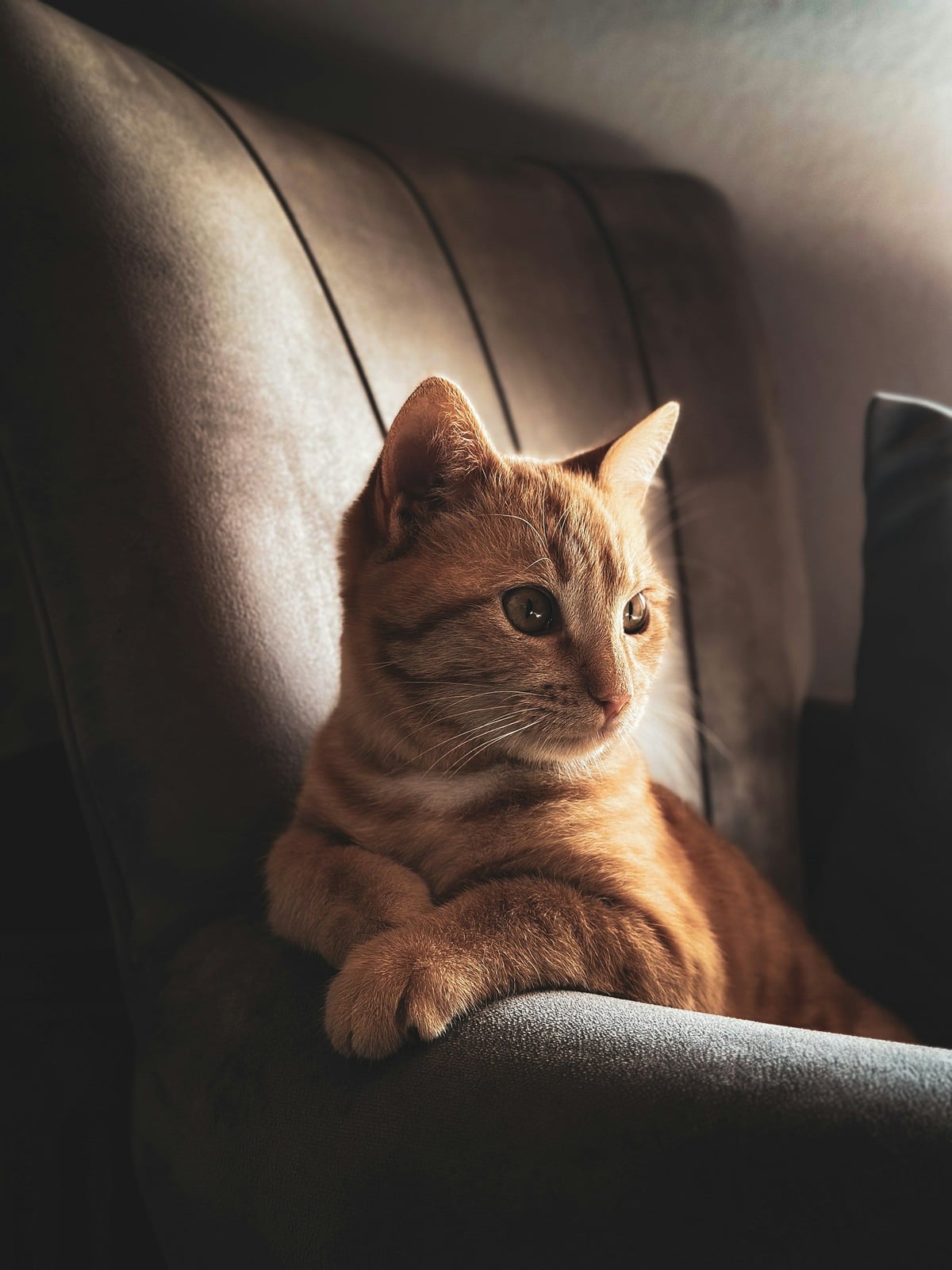Chat roux assis sur un fauteuil, à contre-jour d'une fenêtre de salon
