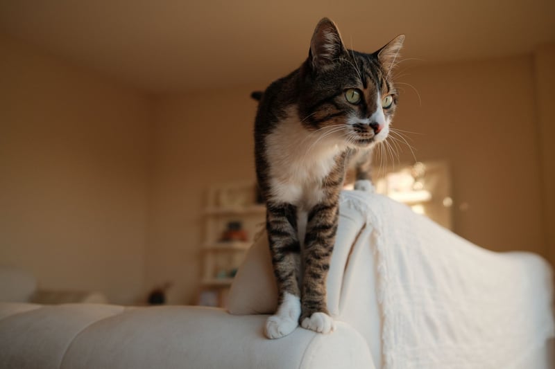 Chat tigré debout sur le dossier d'un canapé, dans un appartement clair