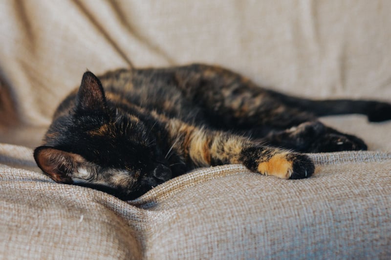 Chatte écaille de tortue endormie sur un canapé beige