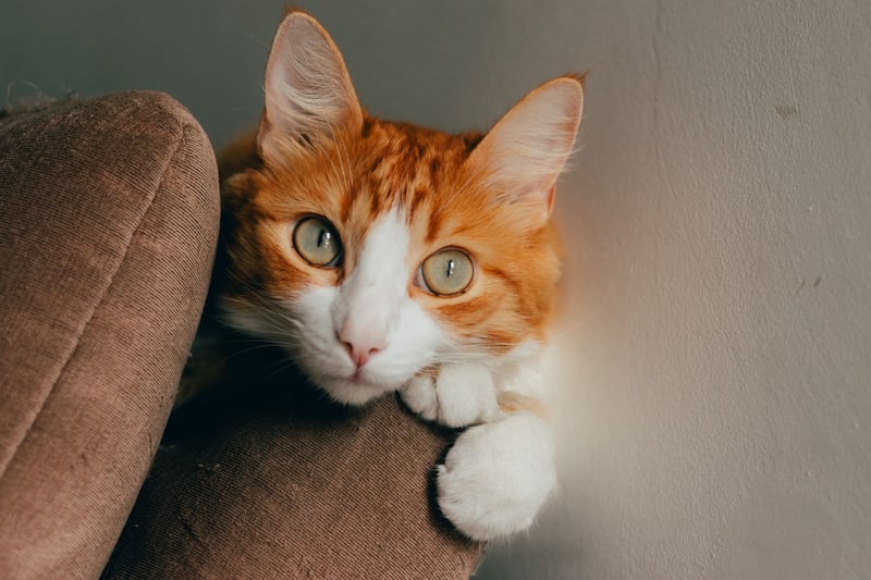 Chat roux et blanc accoudé au dossier d'un fauteuil, le regard vers l'objectif