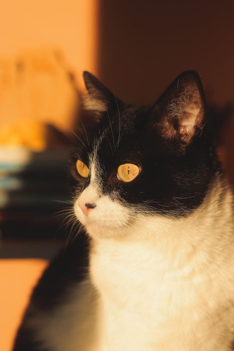 Chat bicolore noir et blanc dans la lumière chaude de fin de journée