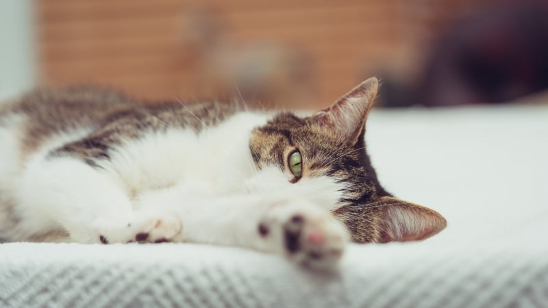 Chat au repos sur un plaid clair