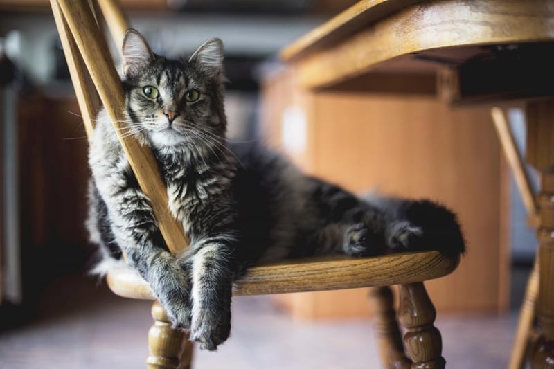 Chat installé sous une table en bois, dans une cuisine claire