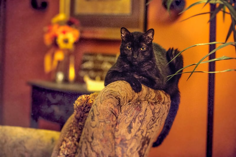 Chat perché en hauteur, à l'entrée d'une pièce