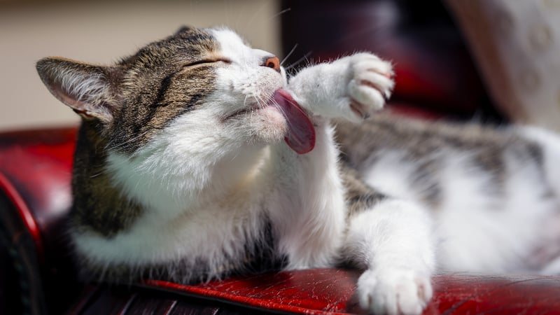 Chat en train de faire sa toilette, dans la lumière du matin