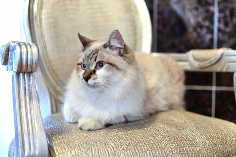 Chat installé sur un fauteuil en rotin, dans un salon clair